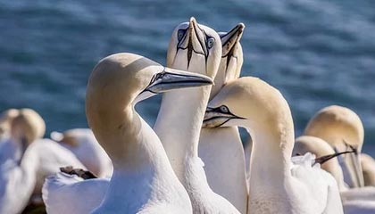 九游下载官方正版-世俱杯精彩瞬间：五大联赛冠军的终极对决，世俱杯冠军有哪些球队