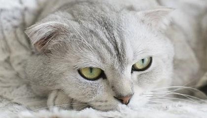 九游游戏中心官网-职业联赛多支队伍经营难以为继，职业联赛的意义