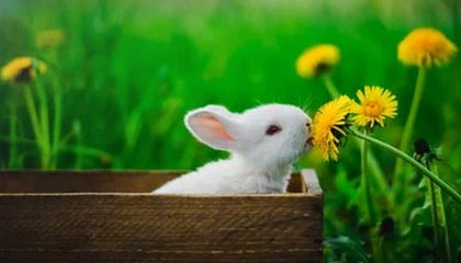 九游下载官方正版-世俱杯精彩瞬间：五大联赛冠军的终极对决，世俱杯冠军有哪些球队