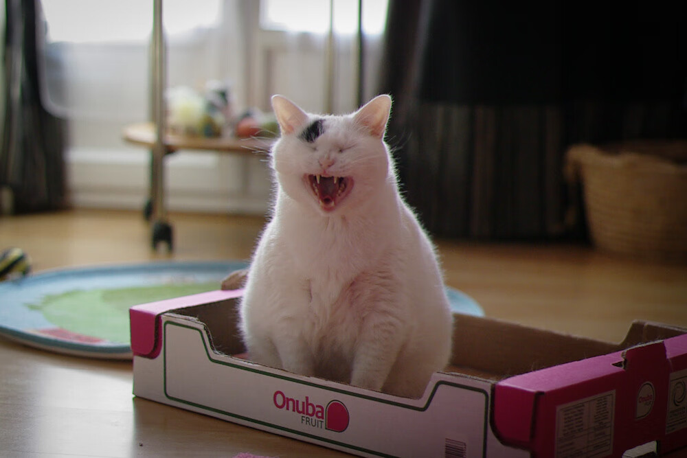 -_夜空星光马拉松：在星光中追逐梦想_，星空马场