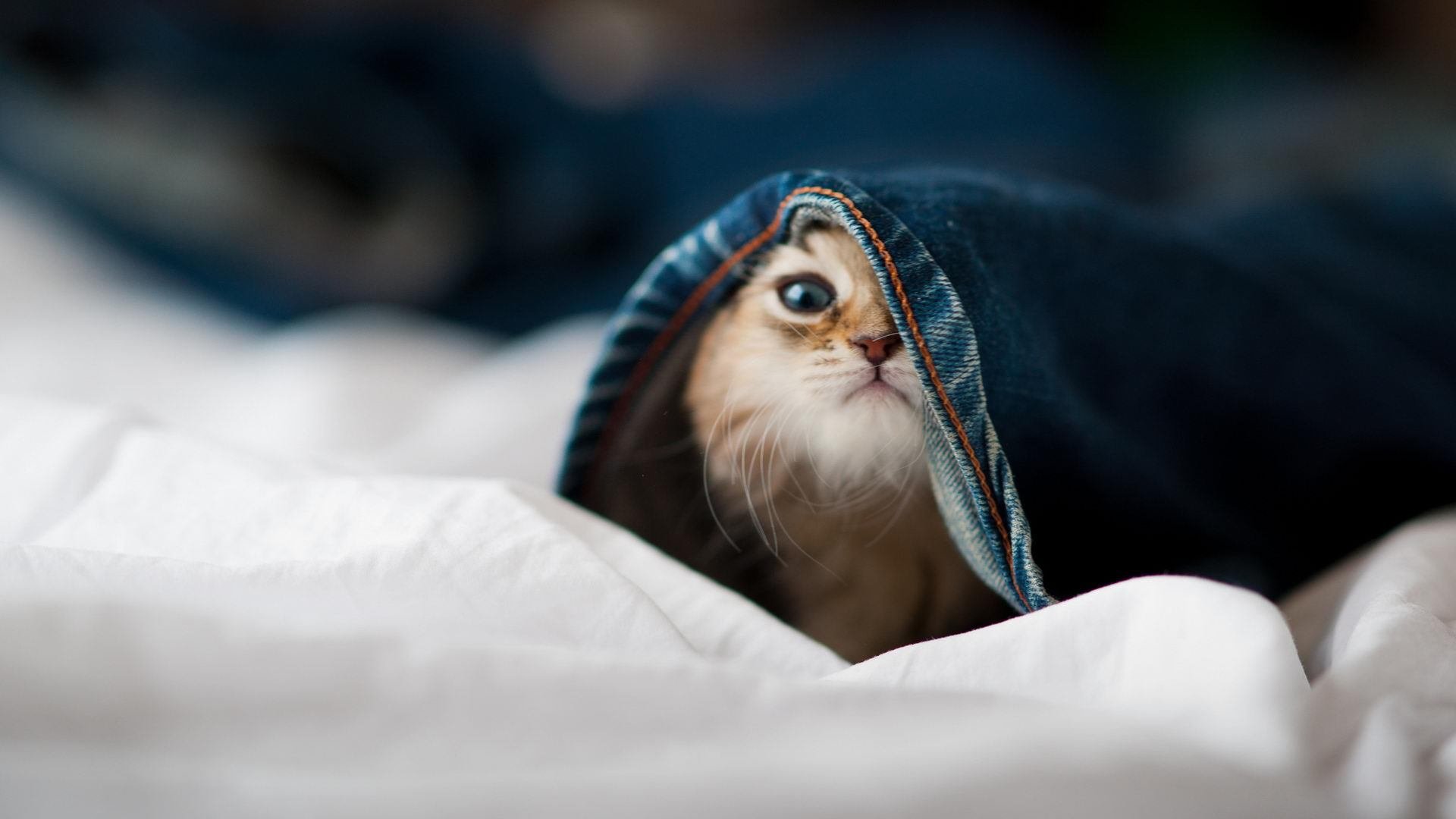 -交易截止日收官，球队补强阵容分析，球队补强什么意思