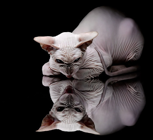 JIU YOU GAME-法国球迷：我们等来的不是这个结局，法国队夺冠,我们退全款