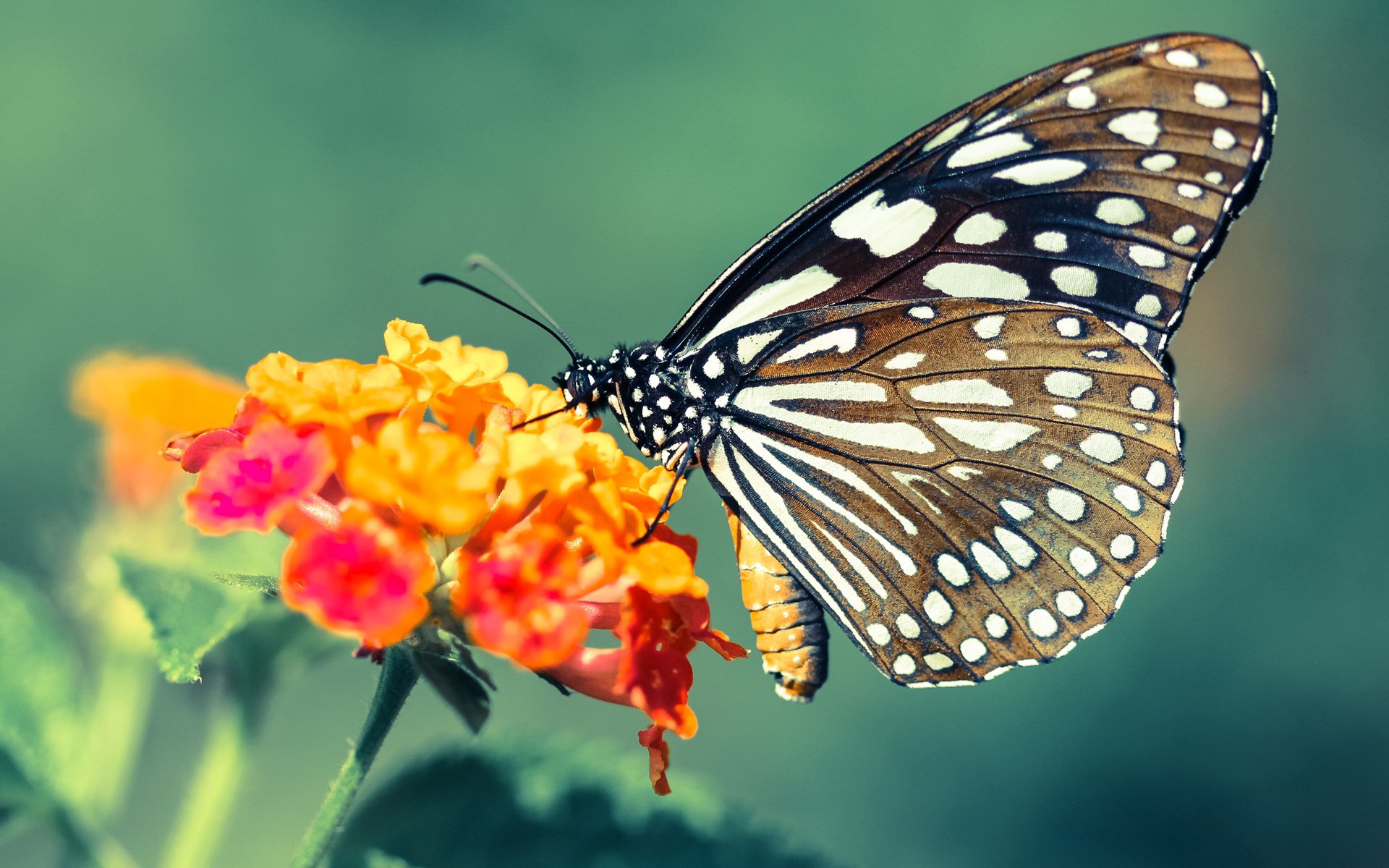 特色篮球主题展在全国巡展,弘扬中国运动精神,篮球主题展板