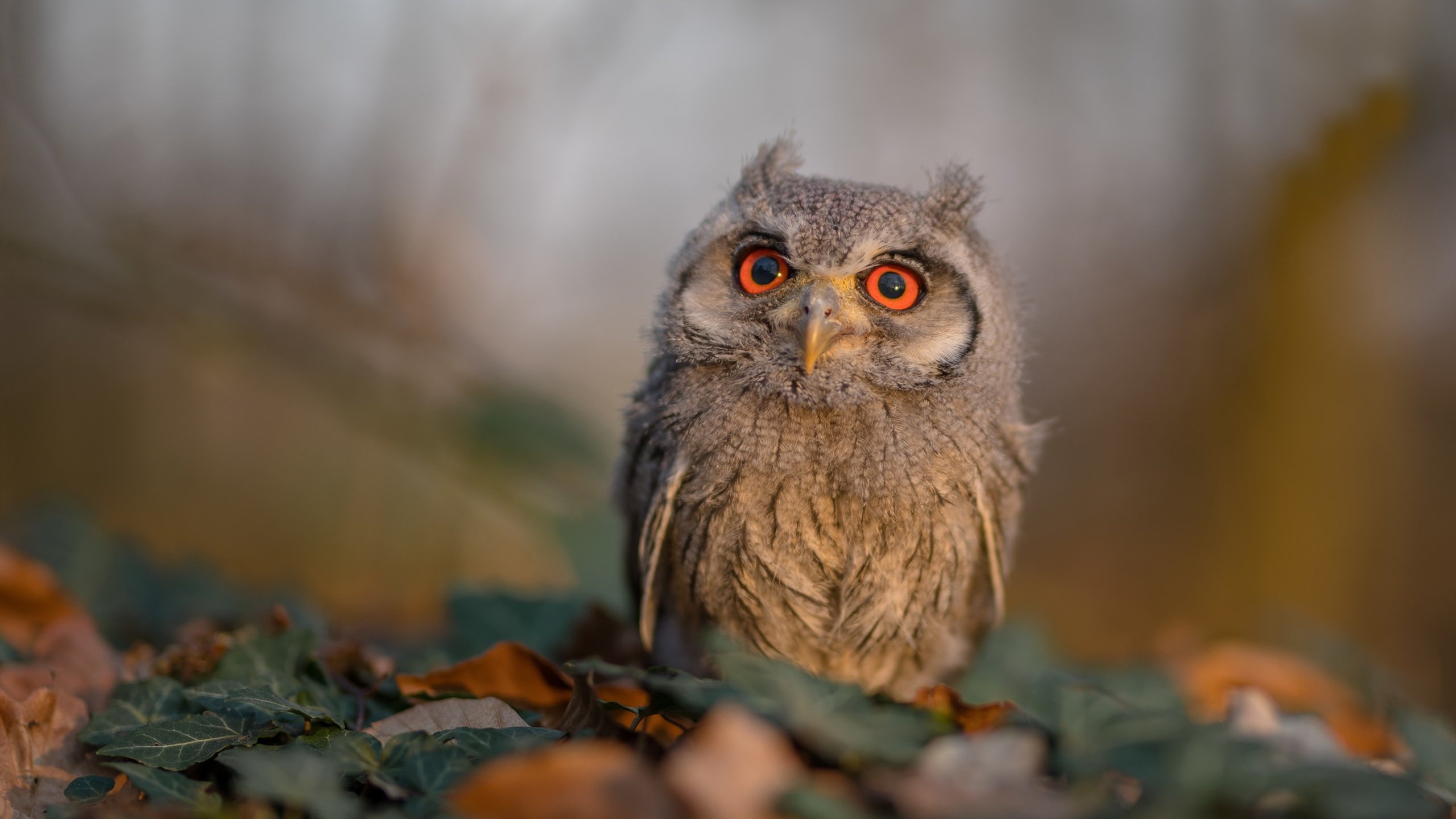 九游官网下载电脑版-T1战队粉丝互动增强，t1战队官方