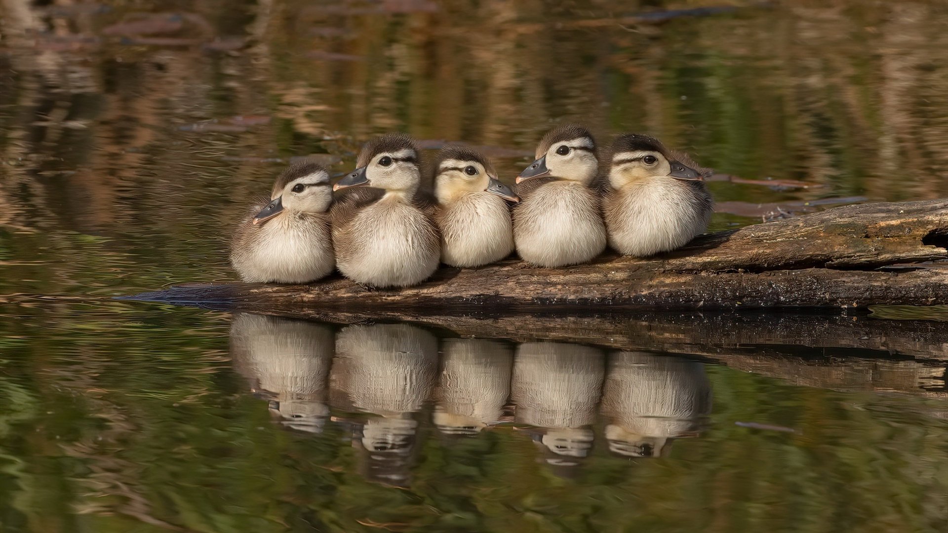 九游官网主页-乌迪内斯主场取得-胜利，主力中锋创造帽子戏法，乌迪内斯比赛视频聚胜顽球汇