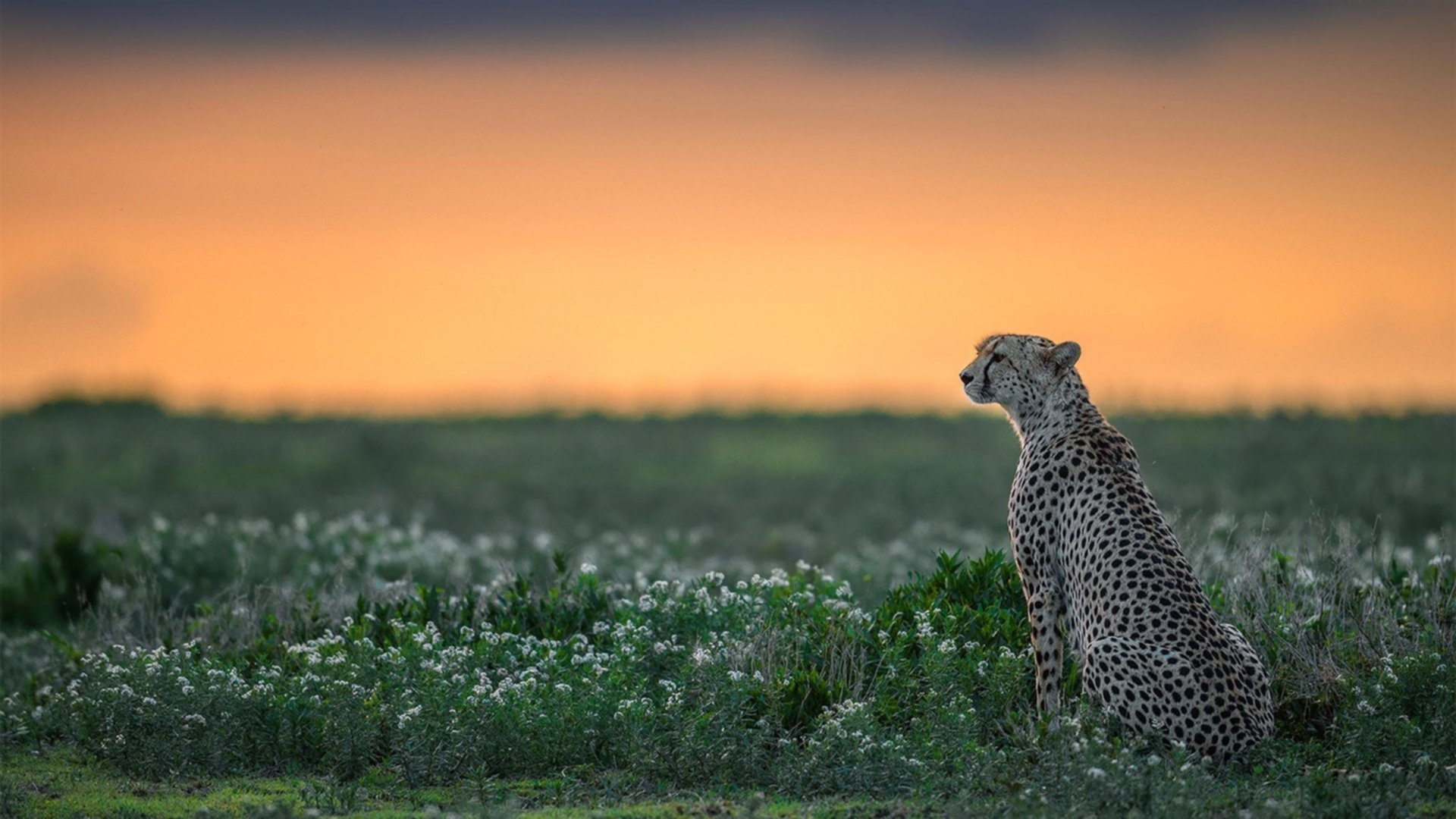 九游app下载中心-利物浦客场告捷，晋级欧冠半决赛，利物浦挺进欧冠决赛