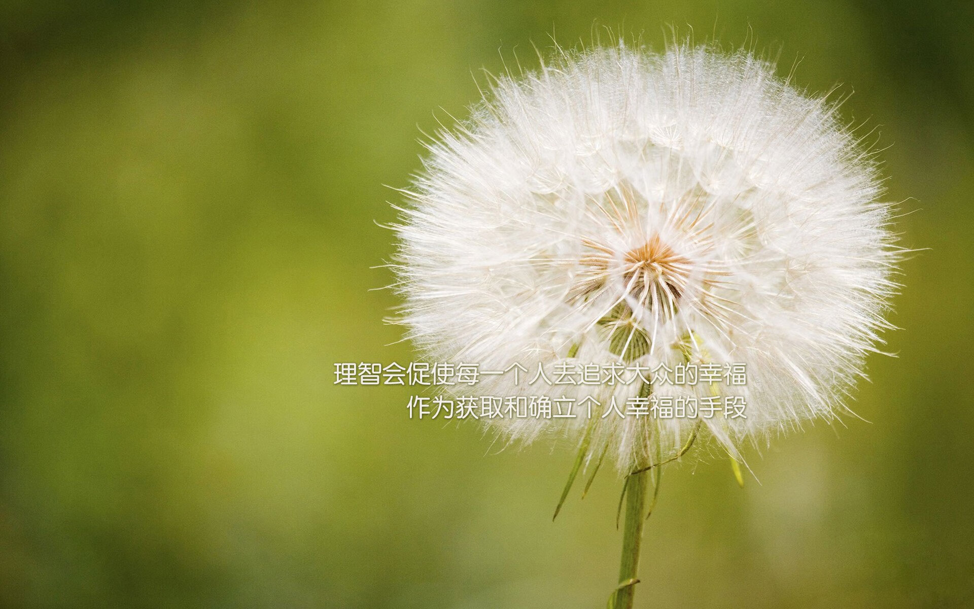 意甲联赛中一名年轻球员崭露头角，意甲最年轻出场球员