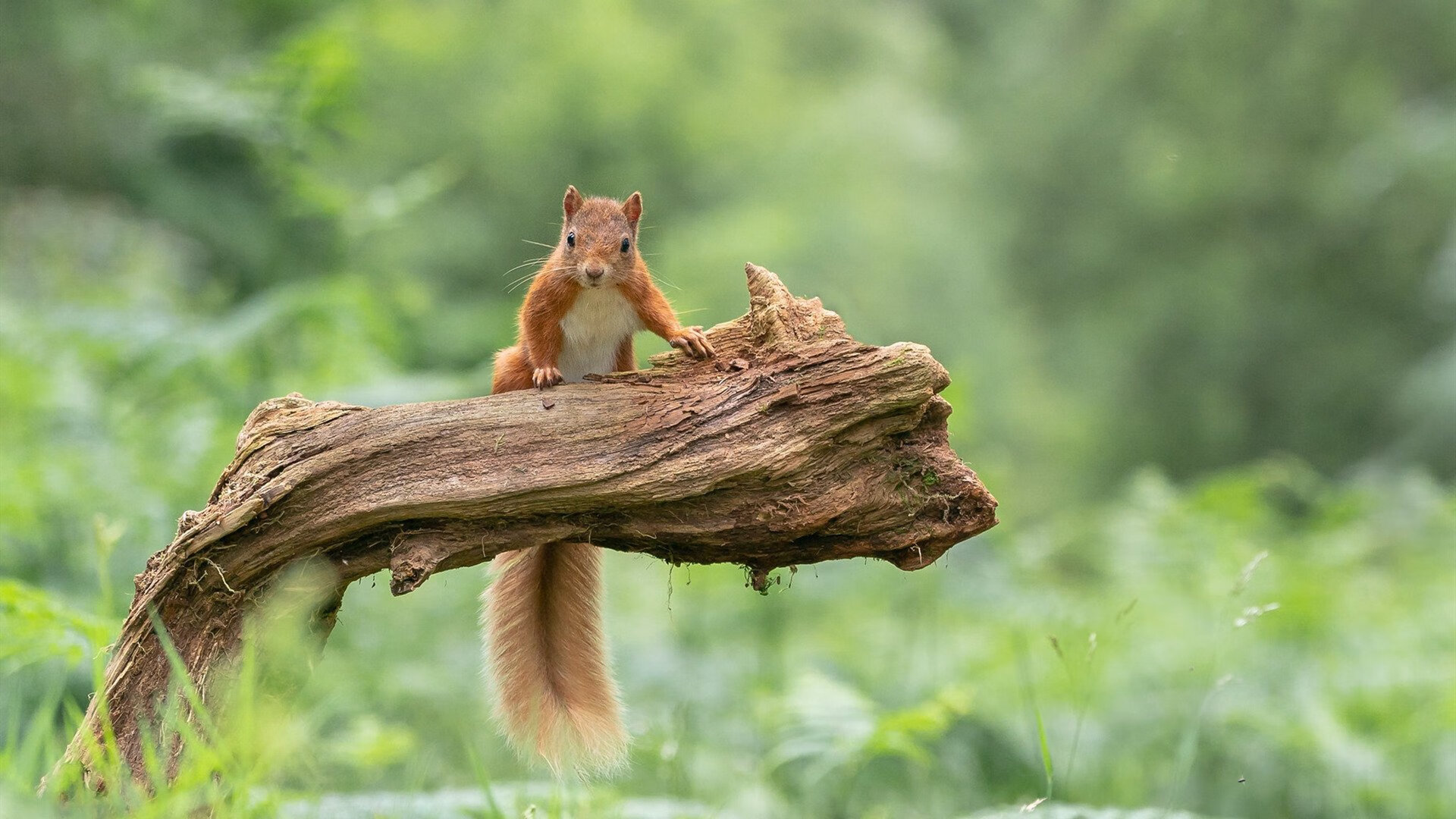 Jiuyou-精彩纷呈的足球对决，热血激情四射！，足球对决图片