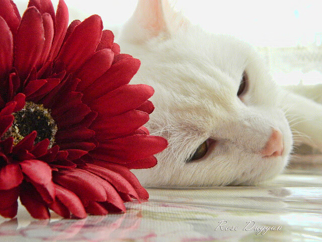 九游登录中心-队员间默契配合，协同进攻亮点十足，团队默契配合