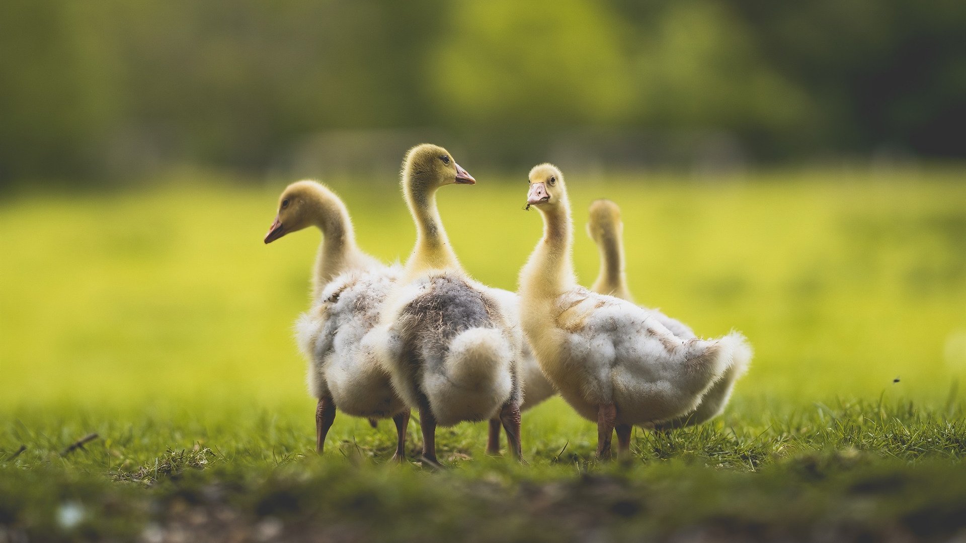 雷霆小将继续闪耀争夺季后赛席位,雷霆新赛季首发