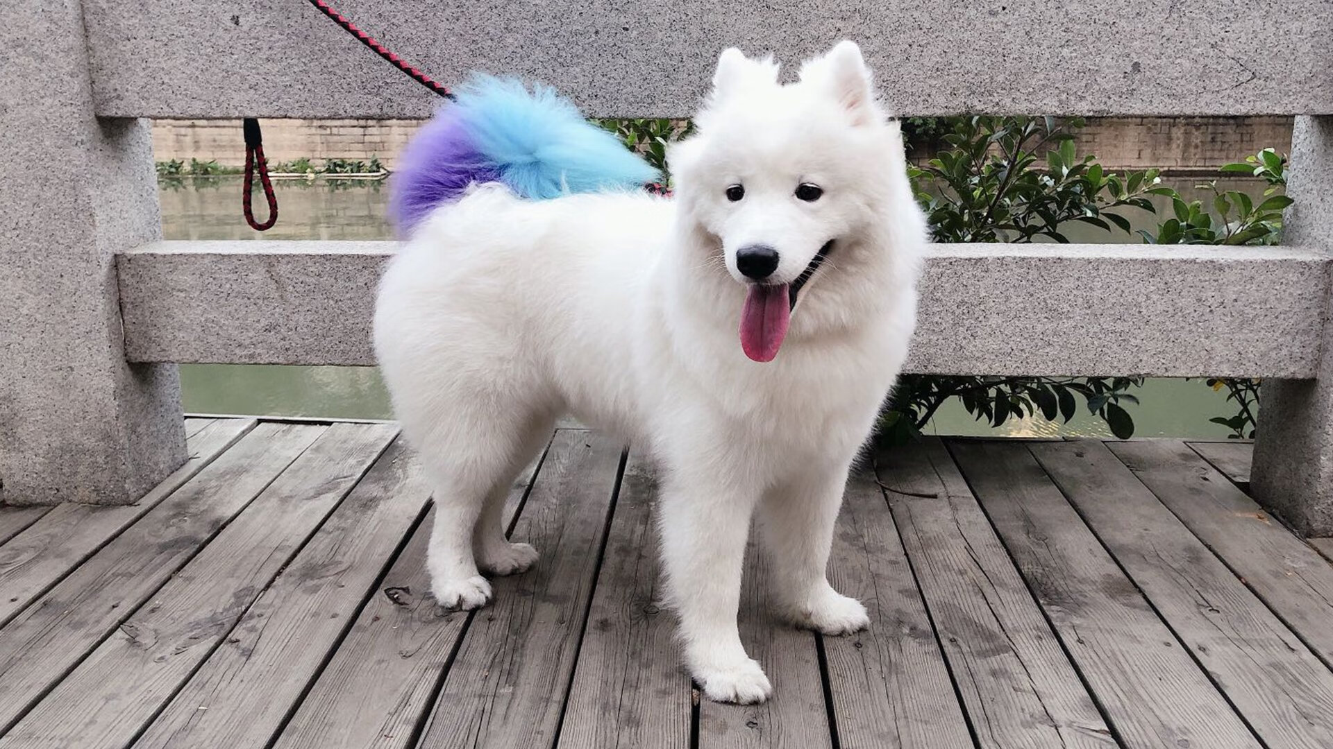 世界赛场：非洲代表的“黑马”奇迹