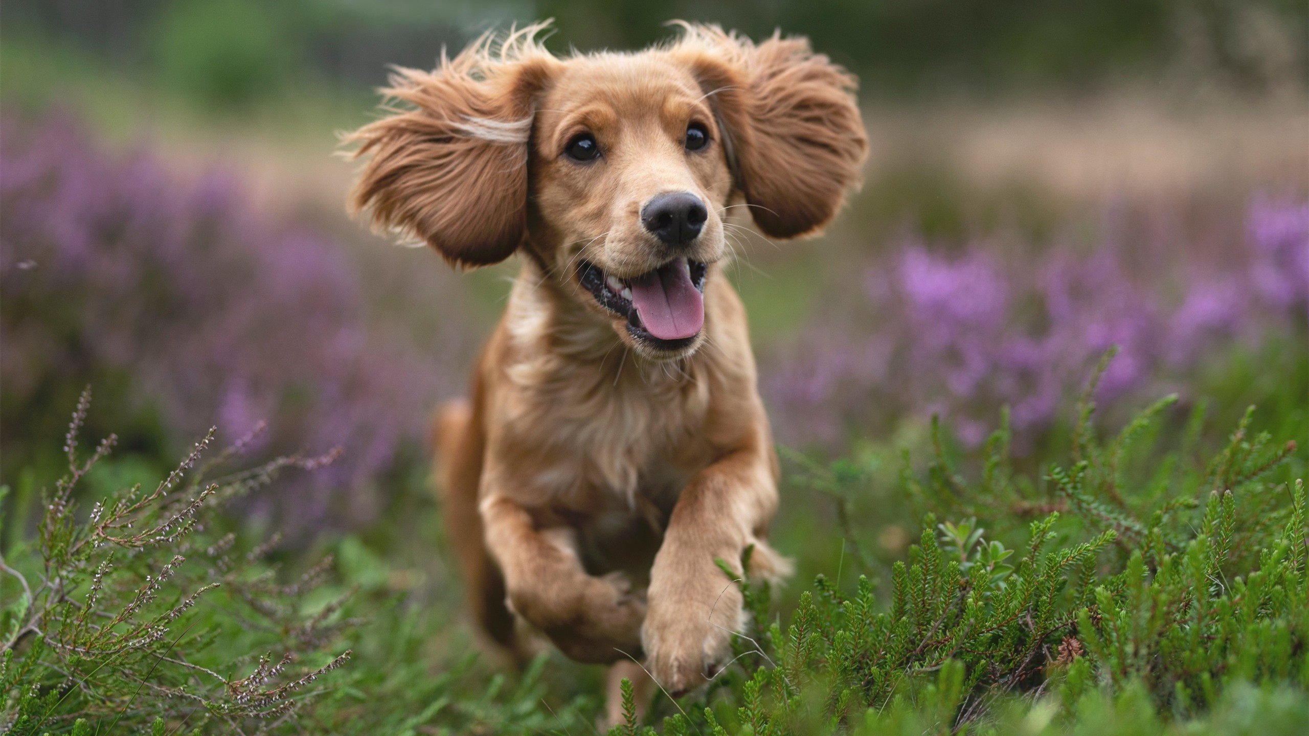 九游娱乐(jiuyou)官网-“游泳项目聚焦！2025世界游泳锦标赛，谁将创造新纪录？”