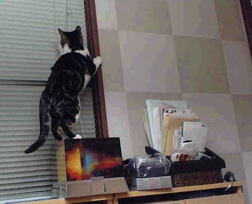 奥运资格赛田径项目竞争白热化，奥运田径选拔