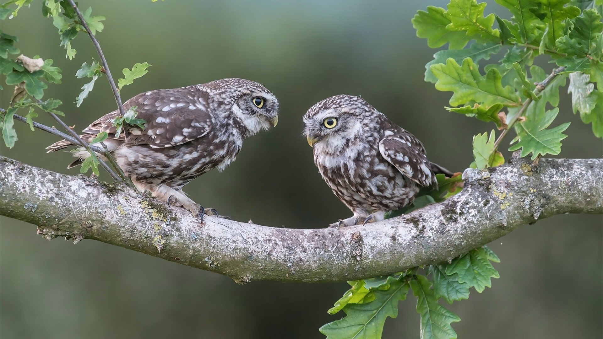 CBA推动青训基地建设提升训练体系，cba青训队是什么