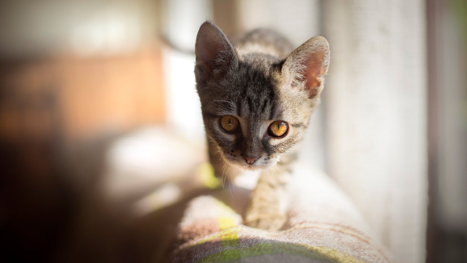 国家体育中心官方公告部分场馆维修暂停开放通知,国家体育馆完工