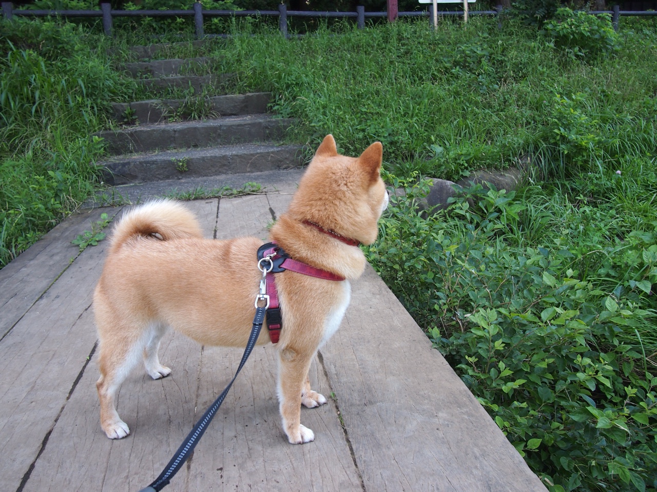 巴西足球青训体系持续优化,精彩年轻球员不断涌现