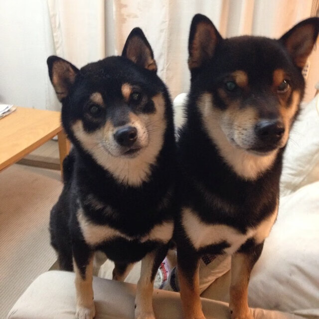 Jiu You-拜仁持续高歌猛进，德甲冠军几乎板上钉钉