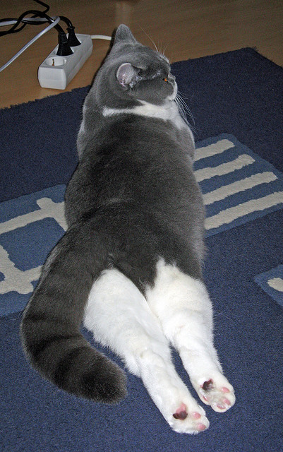 九游下载中心-比利时男篮在欧洲预赛中坚韧不拔，冲刺奥运门票，比利时男篮国家队